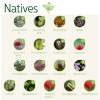 Seedstick 10 Packs Natives